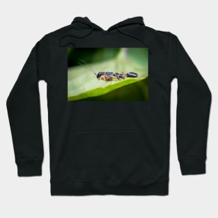 A juvenile Asian ant mantis (Odontomantis planiceps) Hoodie